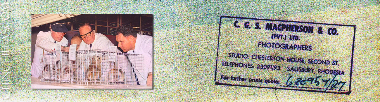 Chinchilla Breeder's Association Show & Event - 1960s Era Salisbury, Rhodesia